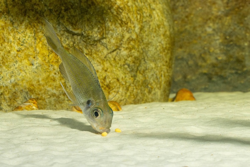 Ophthalmotilapia ventralis 'Kafyoko Point'